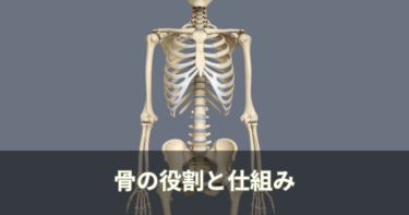 骨の役割と仕組みを整体師がわかりやすく解説｜姿勢との関係も