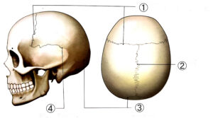 頭蓋骨