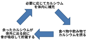 骨のカルシウムサイクル