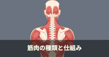 筋肉の種類と仕組みを整体師がわかりやすく解説｜姿勢との関係も