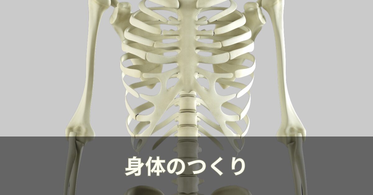 身体のつくり
