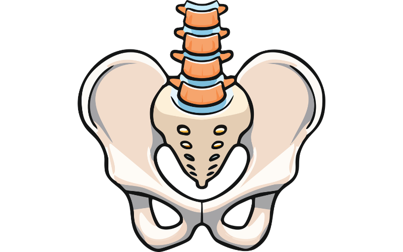 産後の骨盤の構造イラスト